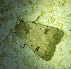 Caradrina kadenii