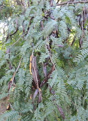 Gleditsia