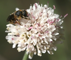 Halictus
