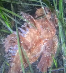 Hemitripterus americanus