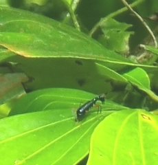 Neocollyris