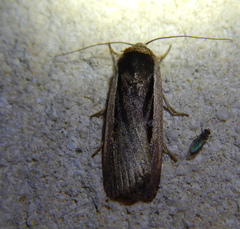 Ochropleura leucogaster