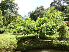 Prunus amygdalus