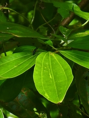 Neocollyris
