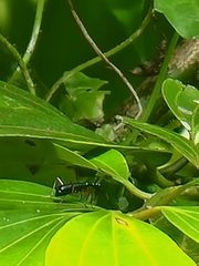 Neocollyris