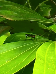 Neocollyris