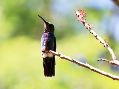 Anthracothorax prevostii