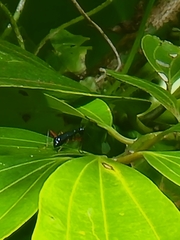 Neocollyris
