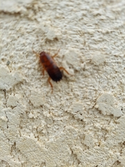 Shelfordella lateralis