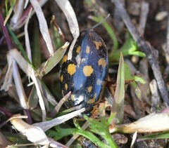 Thermonectus marmoratus