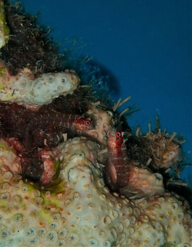 Mimoblennius cirrosus observed 2022-03-07