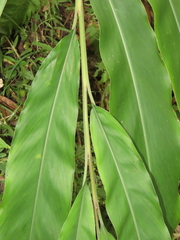 Alpinia