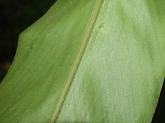 Alpinia