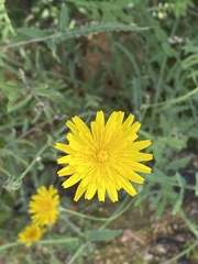 Sonchus tenerrimus