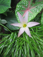 Zephyranthes rosea