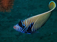 Pomacanthus imperator