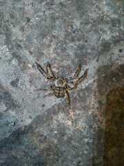 Polybetes pythagoricus