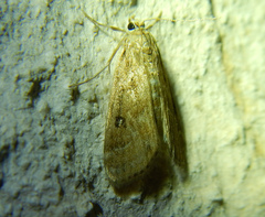 Parapoynx stratiotata