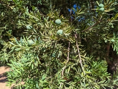 Afrocarpus falcatus