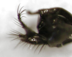 Parentia schlingeri