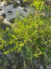 Cephalanthus glabratus