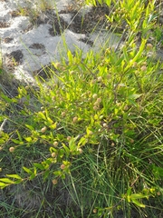 Cephalanthus glabratus