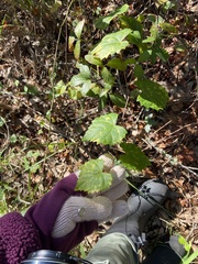 Ampelopsis cordata