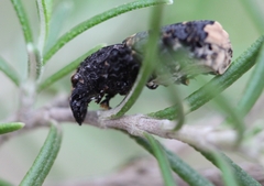 Platyrhinus resinosus