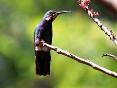 Anthracothorax prevostii