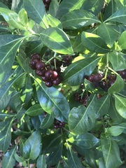 Eugenia confusa