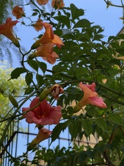 Campsis grandiflora