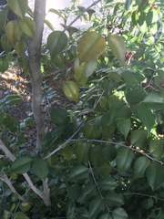 Eugenia confusa