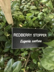 Eugenia confusa