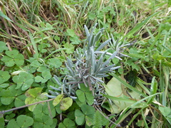 Lavandula angustifolia