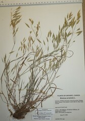Bromus arvensis
