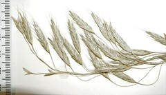 Bromus arvensis