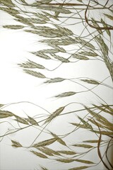 Bromus arvensis