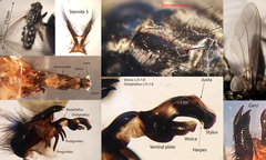 Sarcophaga variegata