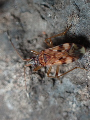 Ozophora picturata