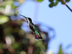 Anthracothorax prevostii