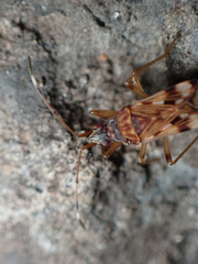 Ozophora picturata