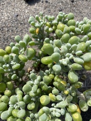 Tetraena fontanesii image