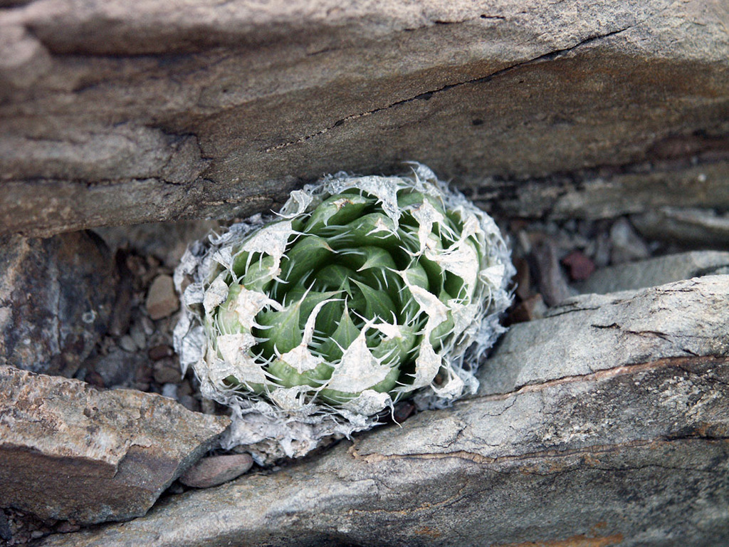 Haworthia decipiens