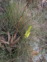 Bulbine latifolia