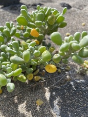 Tetraena fontanesii image