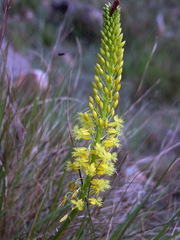 Bulbine latifolia