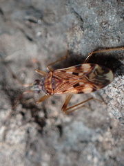 Ozophora picturata