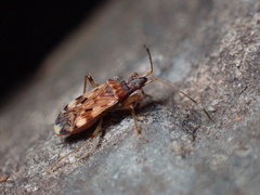 Ozophora picturata