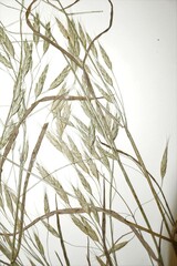 Bromus arvensis