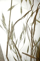 Bromus arvensis